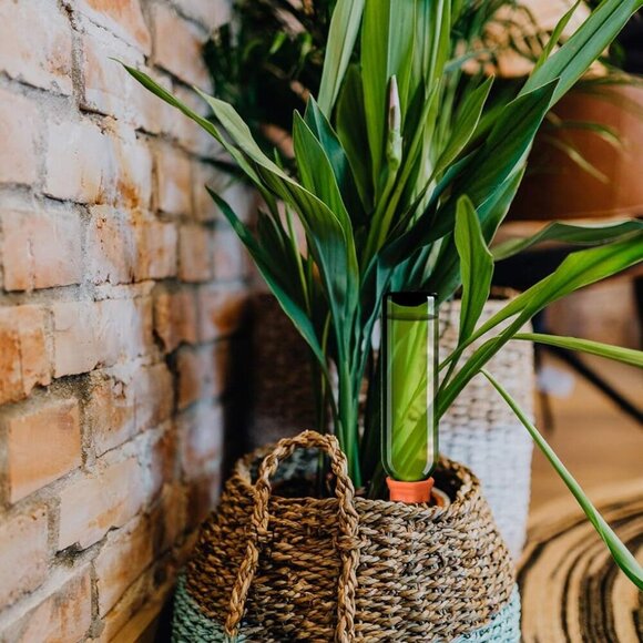 Ceramic Plant Waterer Set of 6 Pack Terracotta Self Watering Spikes,Wine Bottle - Picture 2 of 8